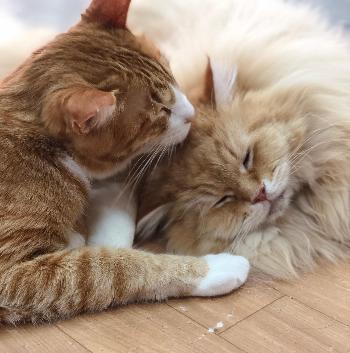 保護猫カフェねこネコ
