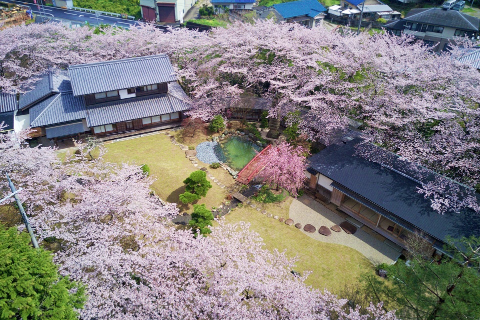 桜の木に囲まれた屋敷の写真