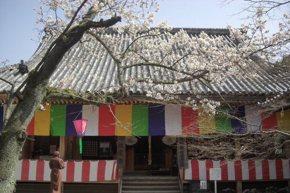 桜の木と五色の幕がかかるお寺の写真