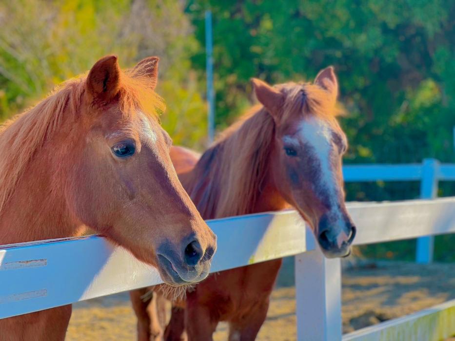 2頭の茶色い馬が柵から顔をのぞかせている写真