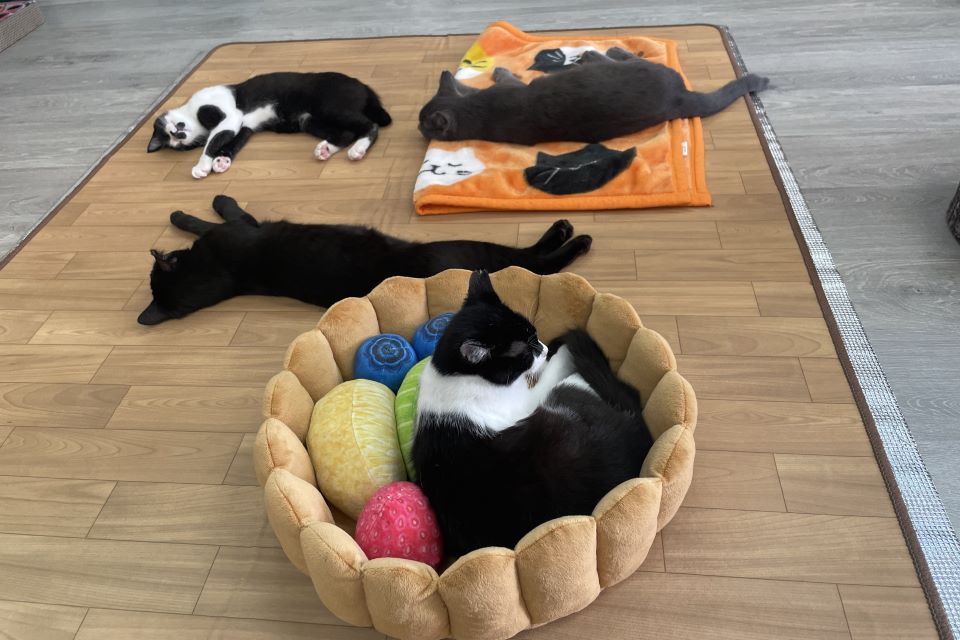 黒猫2匹と黒ぶち猫2匹がくつろいでいる写真