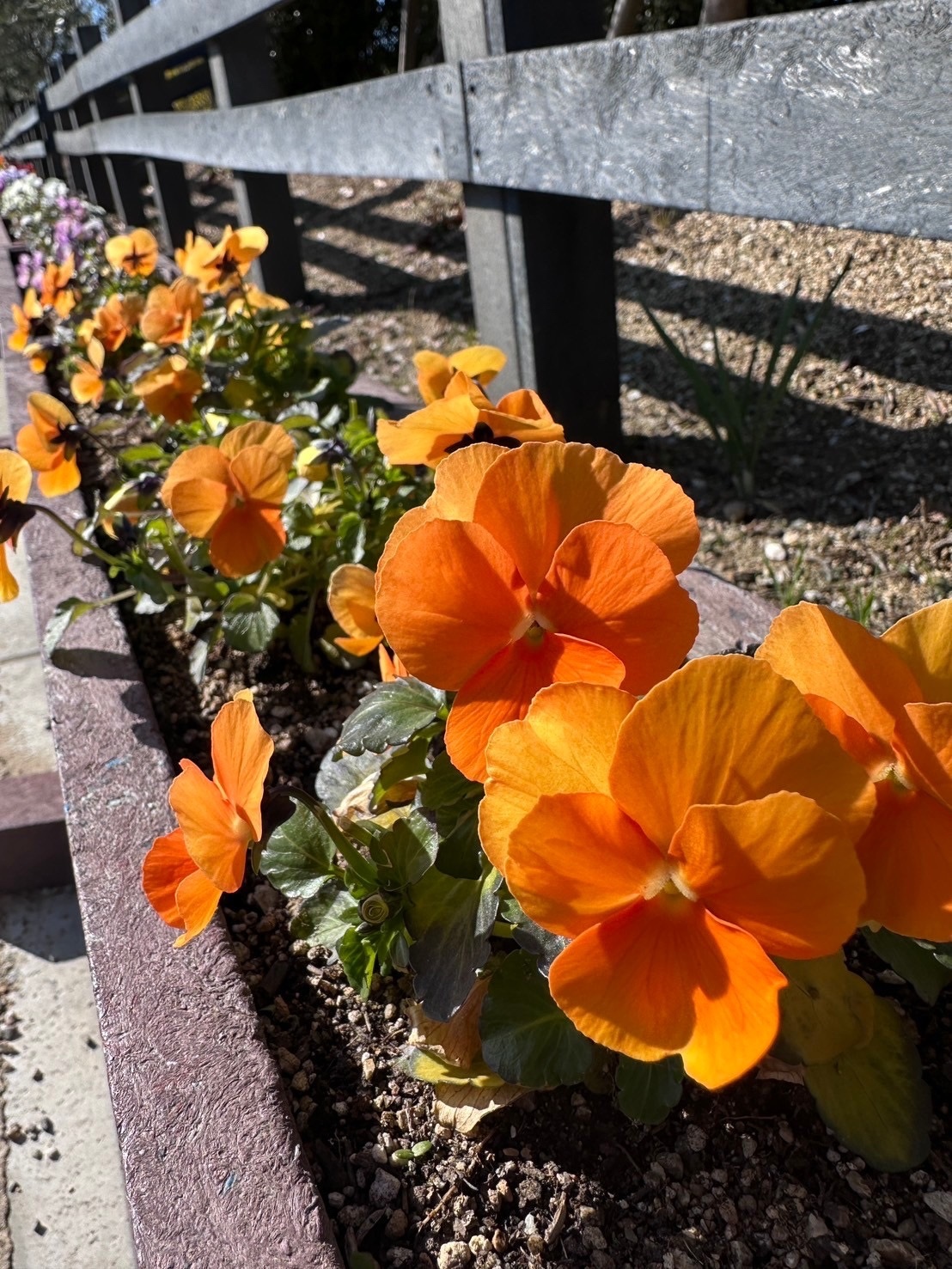 リサイクル環境公園の花々1