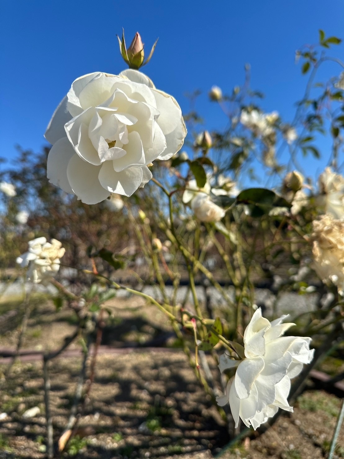 リサイクル環境公園の花々2