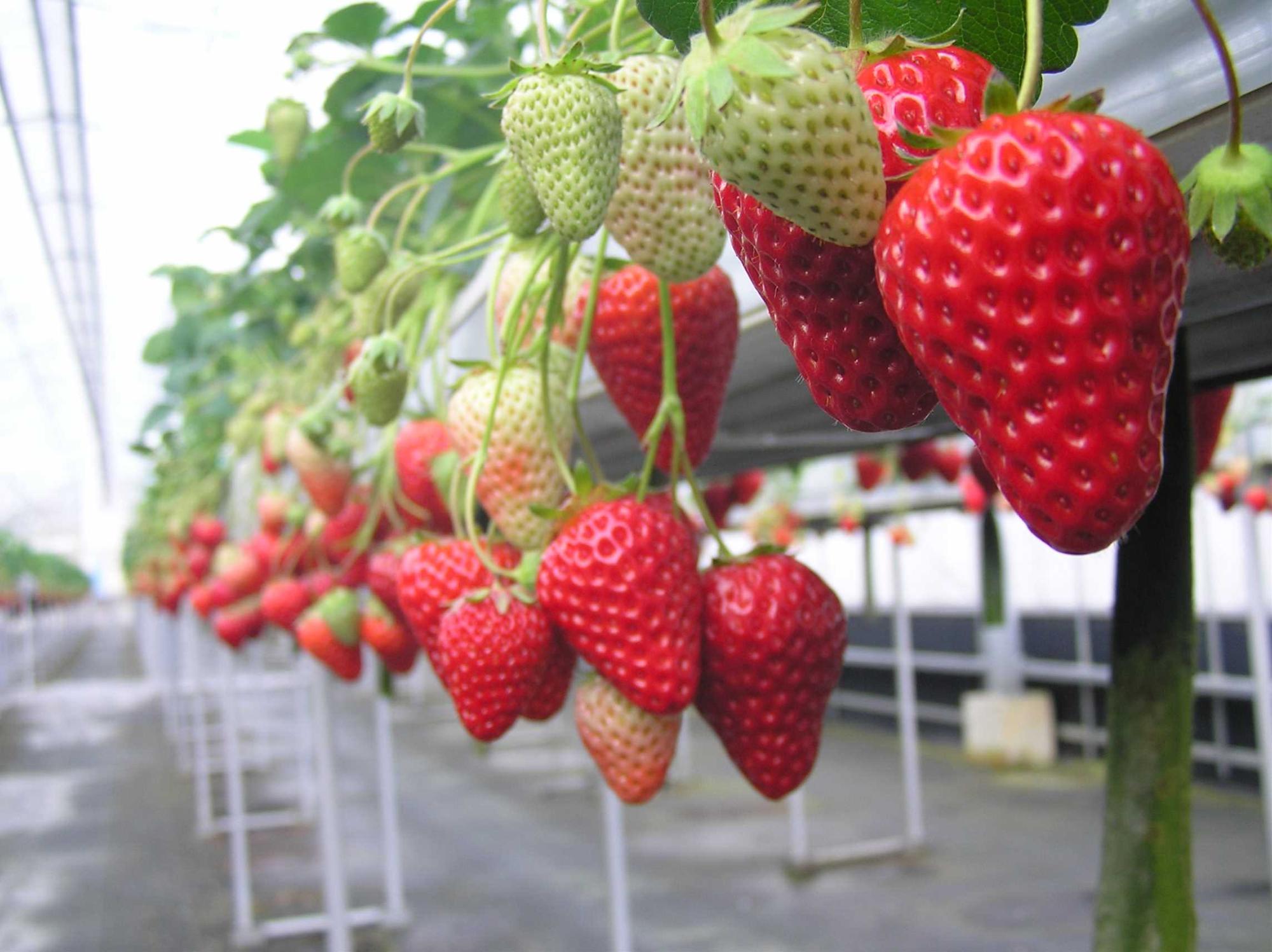 いちご狩りの写真