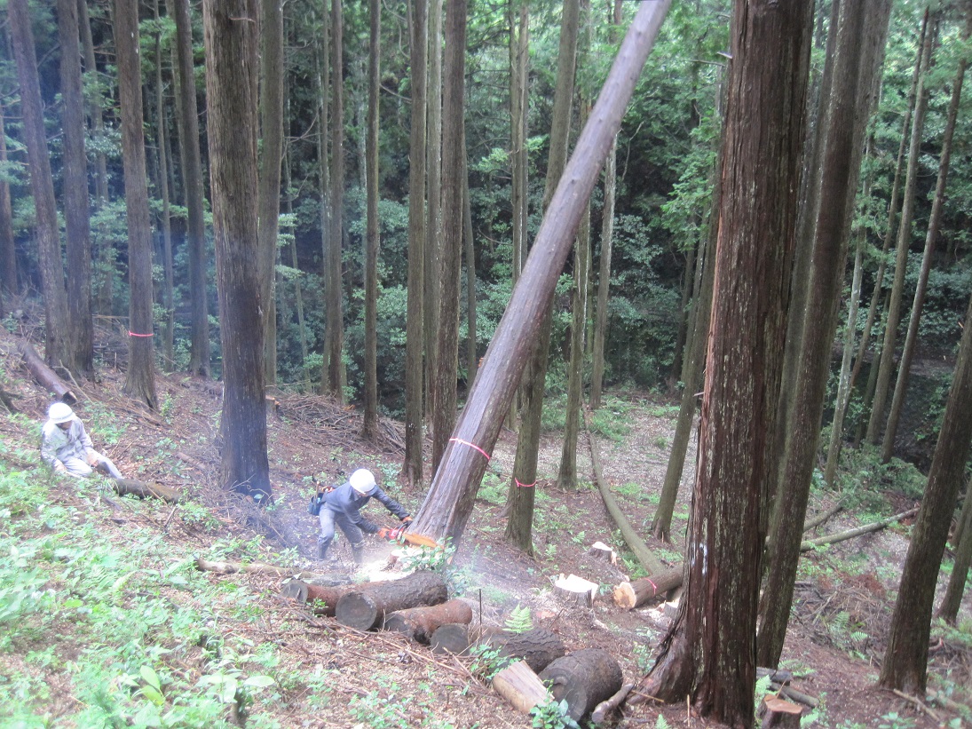 木を伐採している画像