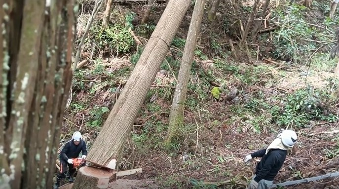 山からの伐採の状況はこちら