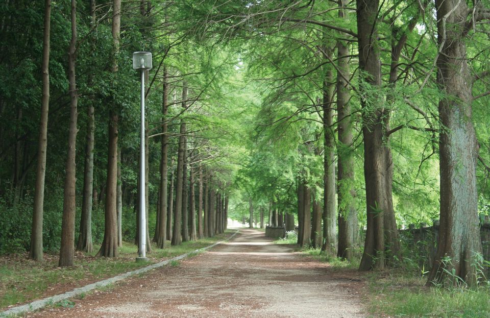 背の高い木々に囲まれる道の様子の写真