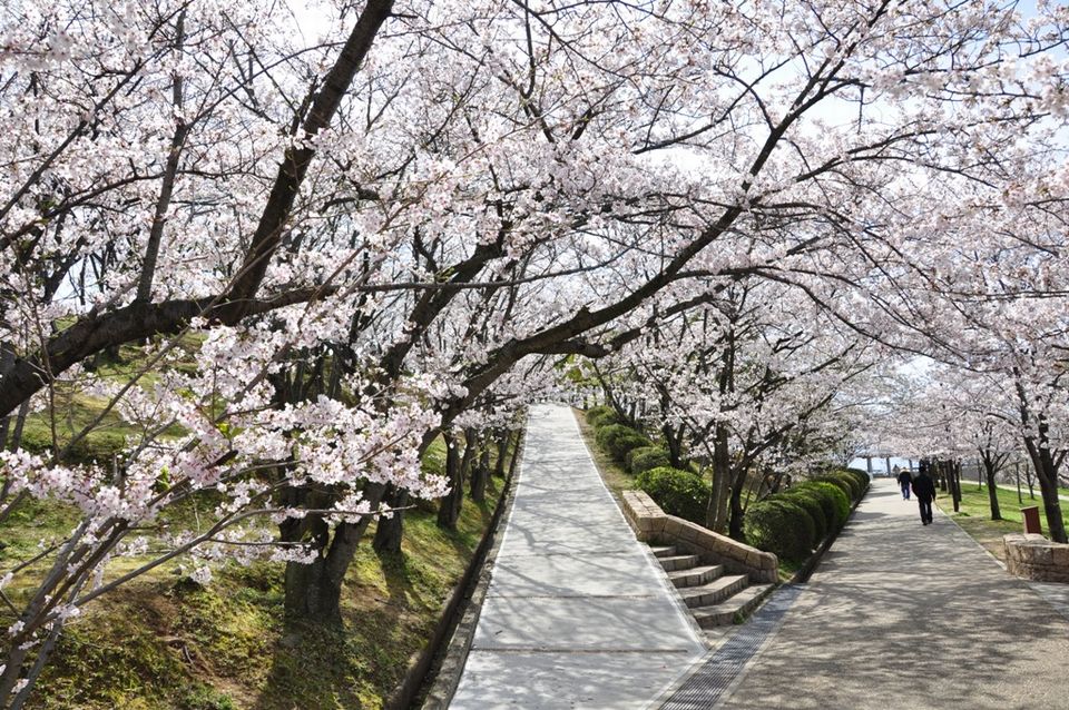 桜並木の舗装された道の写真