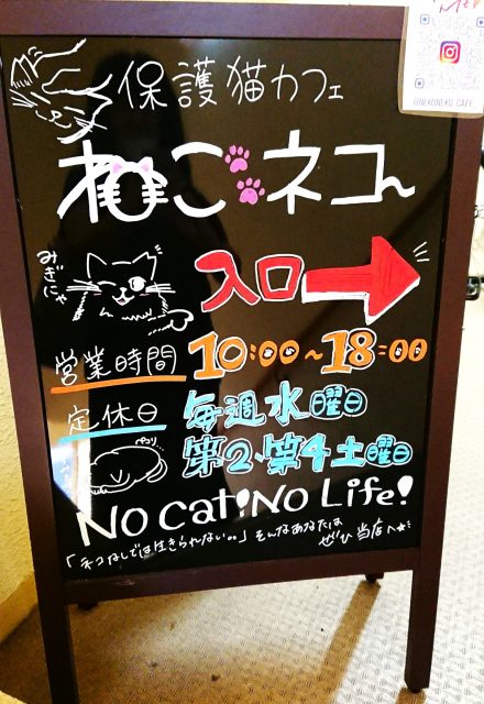 保護猫カフェ⑤